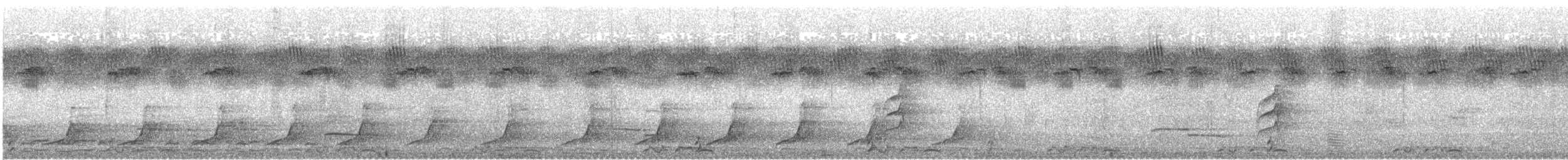 Felsenwachtel (petrosus) - ML618578681