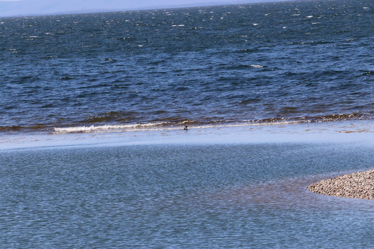 Red-breasted Merganser - ML618578683