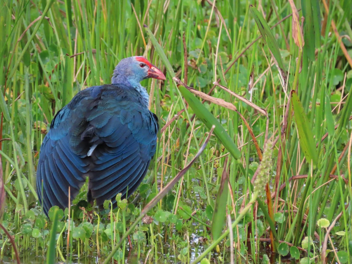 Gray-headed Swamphen - Susan Young