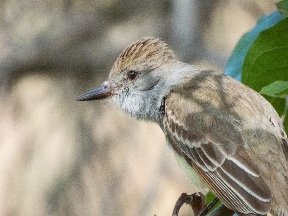 Ash-throated Flycatcher - ML618578710