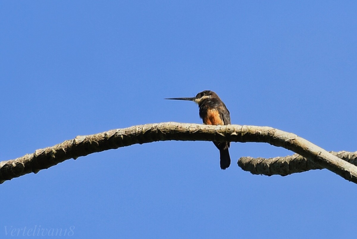 Jacamará Dorsioscuro - ML618578720