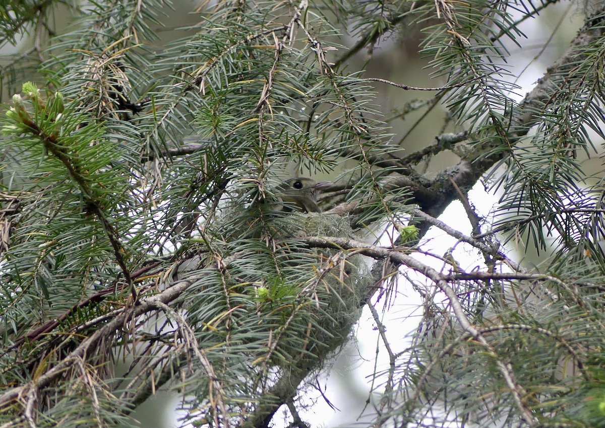 Hutton's Vireo - ML618578724