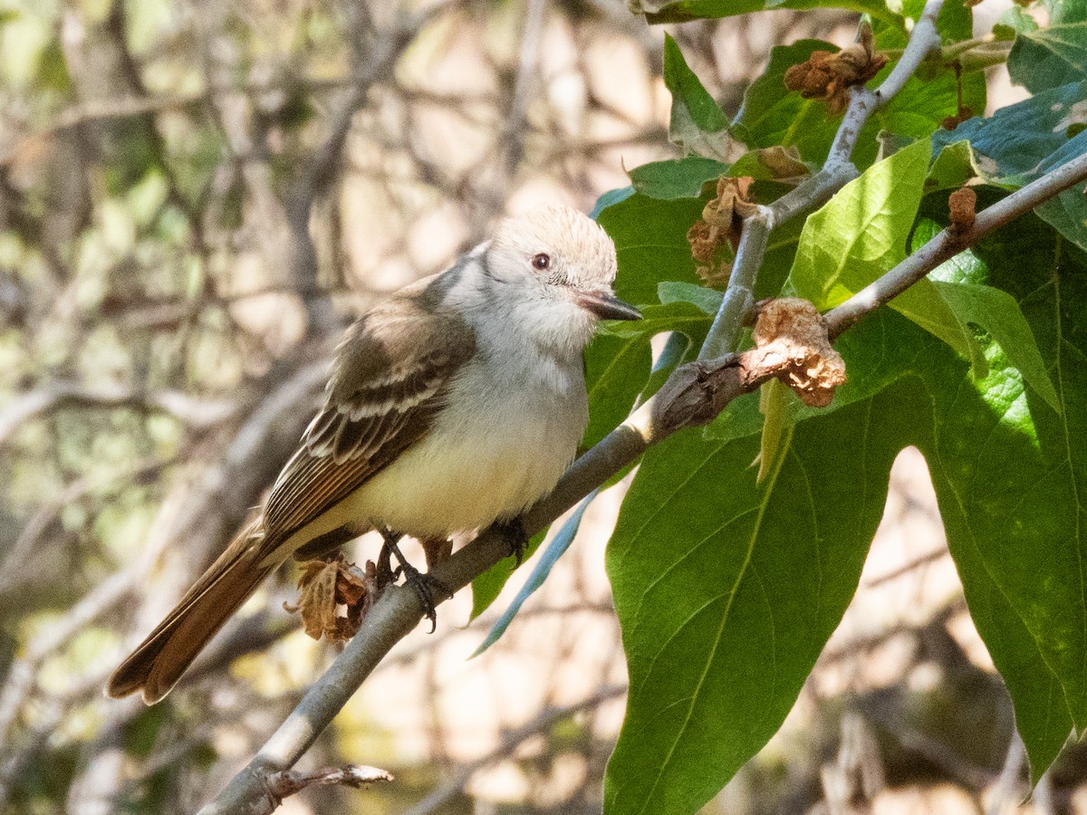 Ash-throated Flycatcher - ML618578750