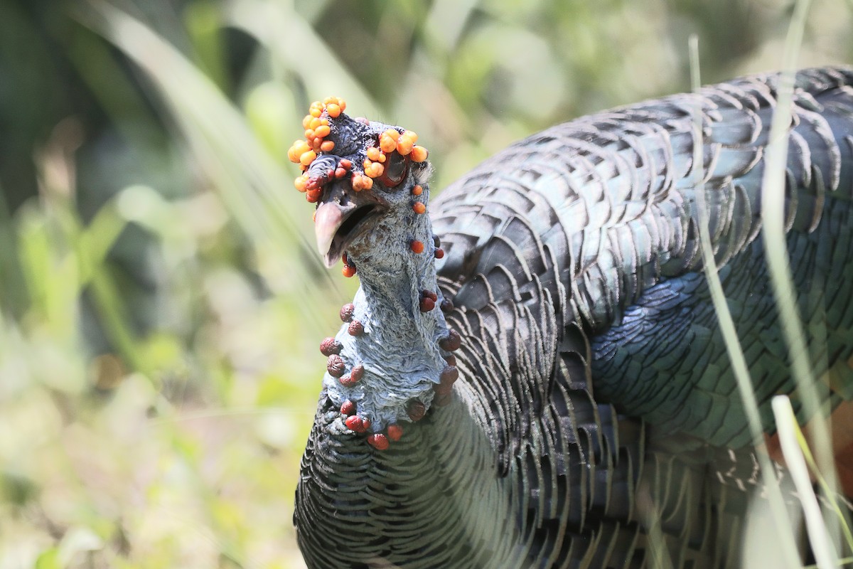 Ocellated Turkey - ML618578775