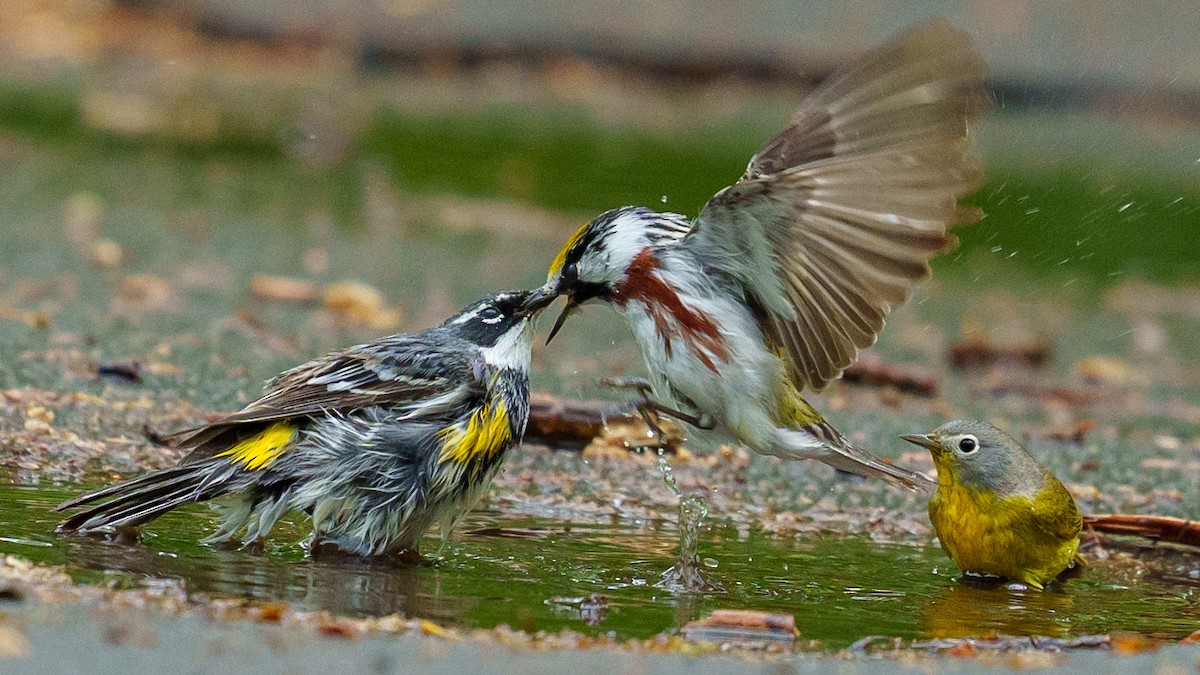 Nashville Warbler - Jeremy Nadel