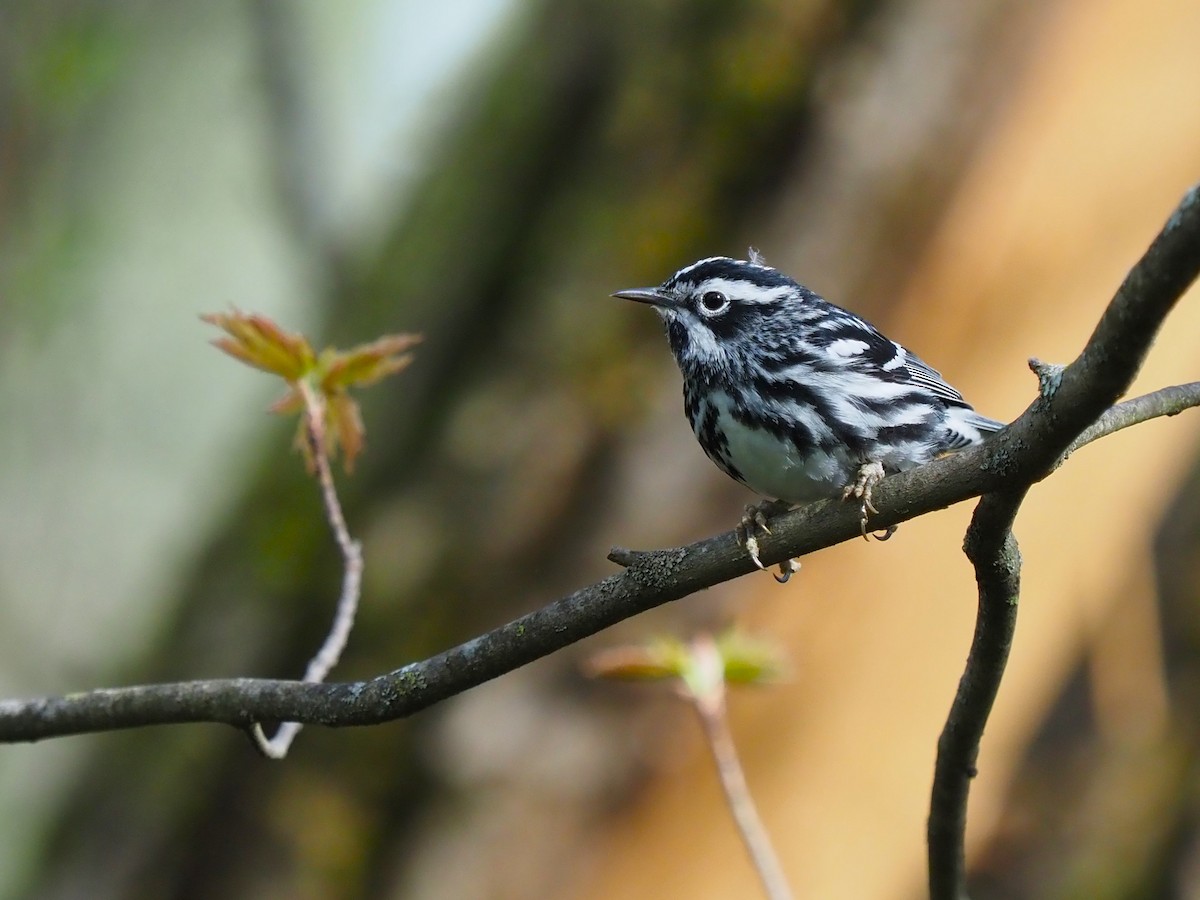 Black-and-white Warbler - ML618578823