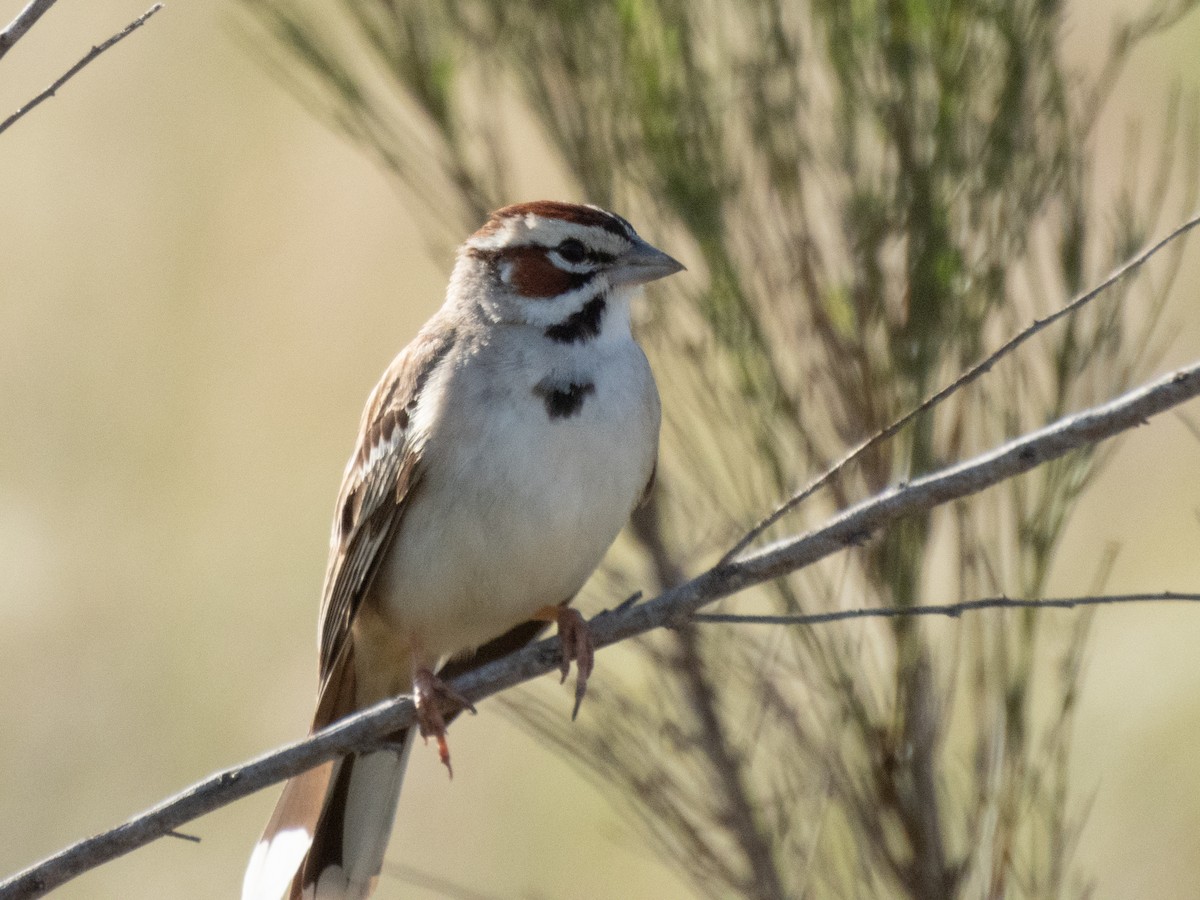 Lark Sparrow - Aaron Polichar