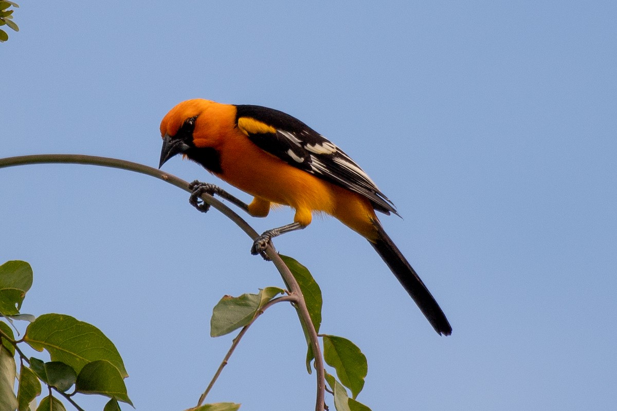 Altamira Oriole - ML618578858