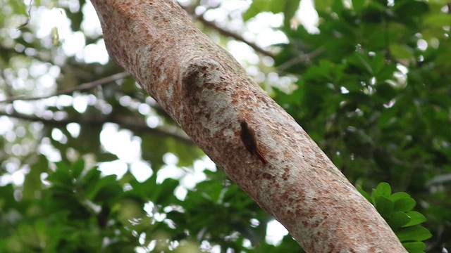 Wedge-billed Woodcreeper - ML618578862