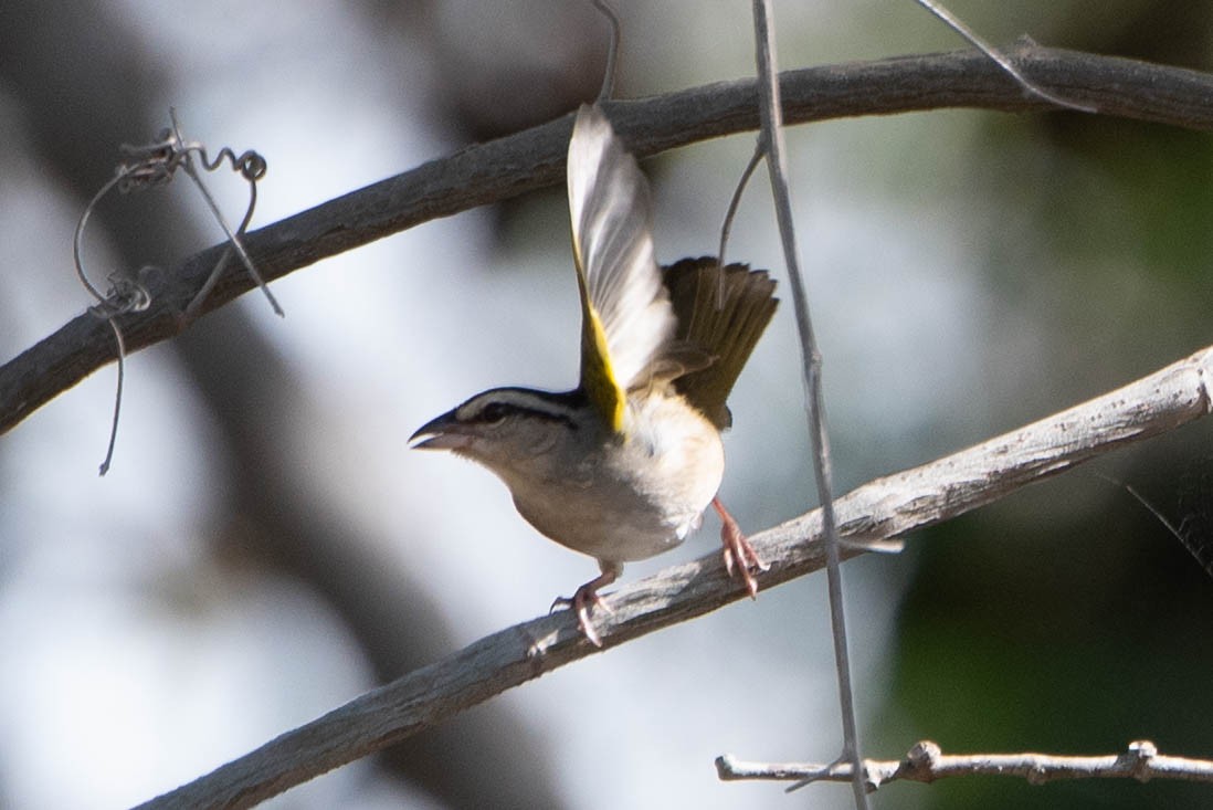 Olive Sparrow - Andrea Heine