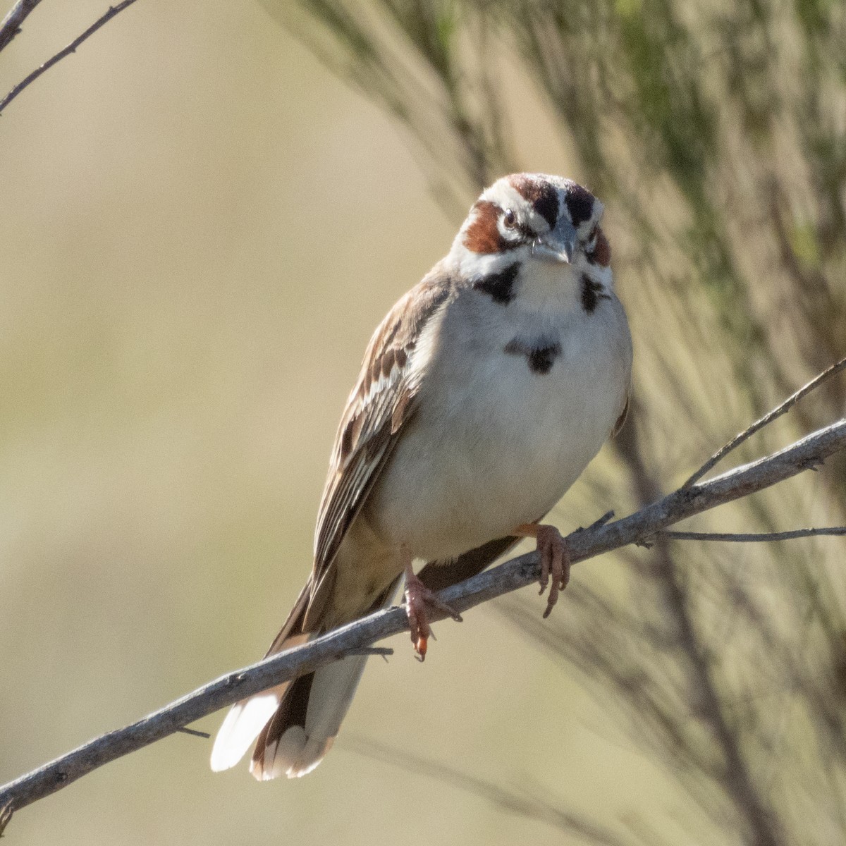 Lark Sparrow - Aaron Polichar