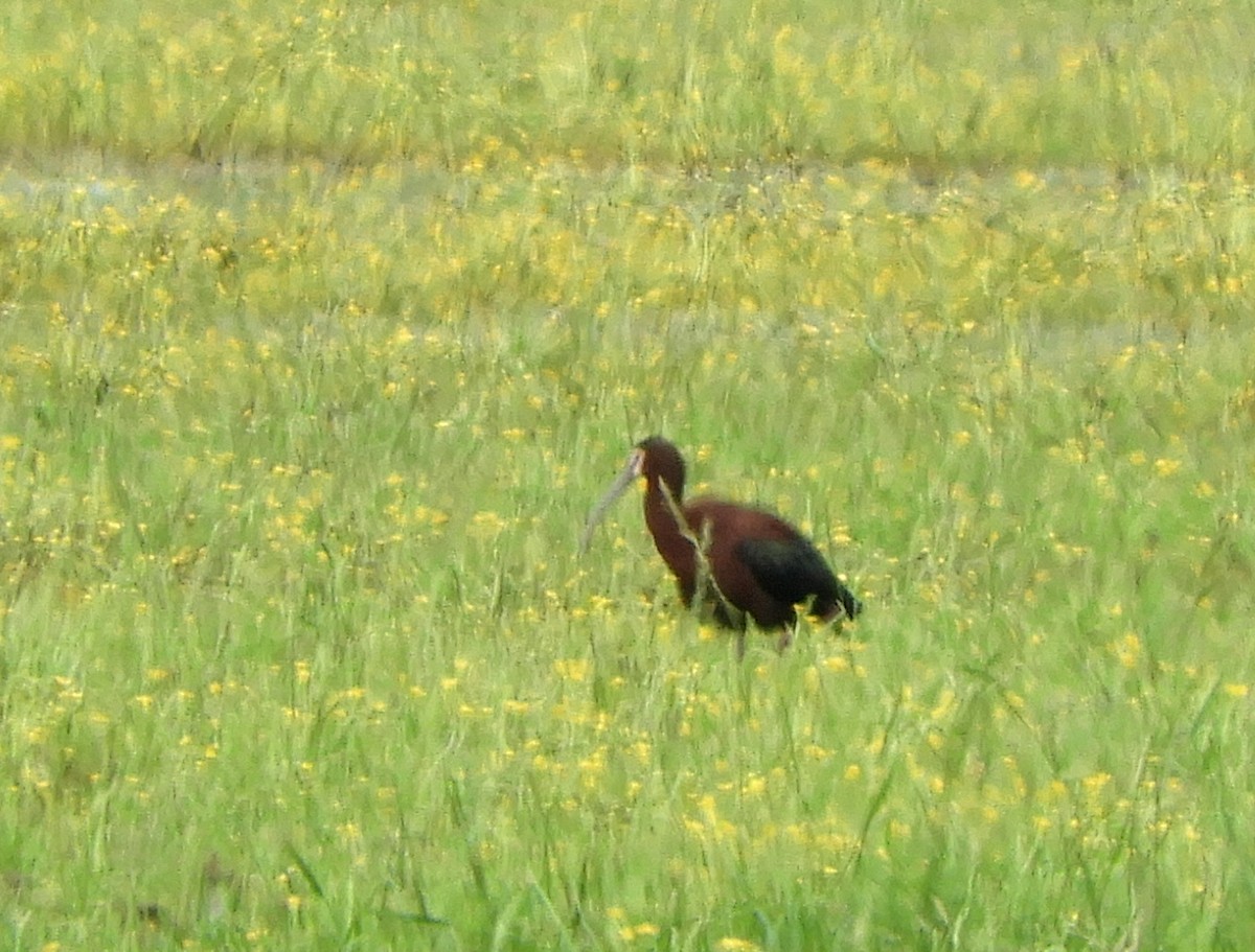 White-faced Ibis - Joe Neal