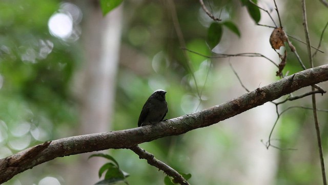 White-crowned Manakin - ML618578900