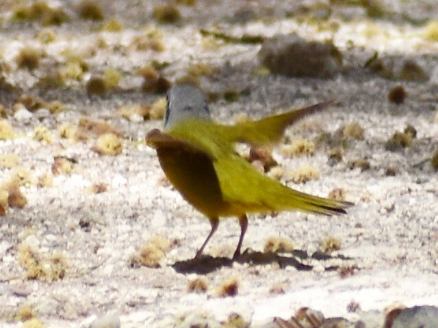 Mourning Warbler - Adam Lloyd