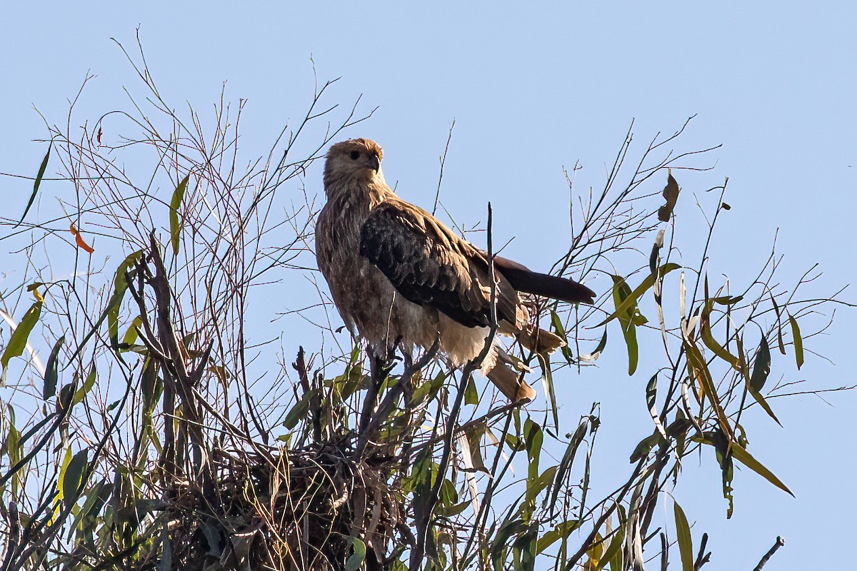 Whistling Kite - ML618578960