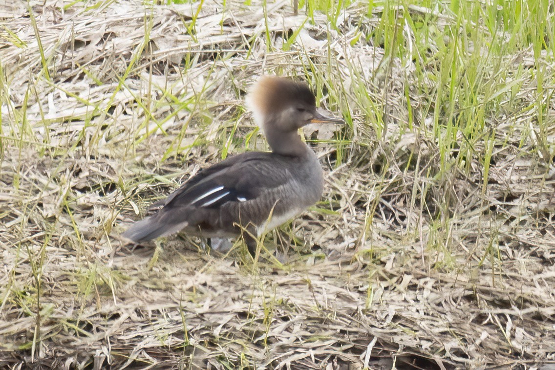 Hooded Merganser - Mitch (Michel) Doucet