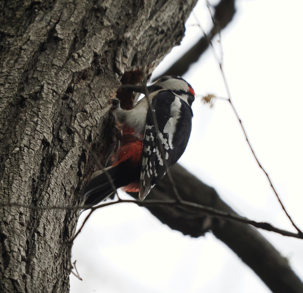 Middle Spotted Woodpecker - ML618578982