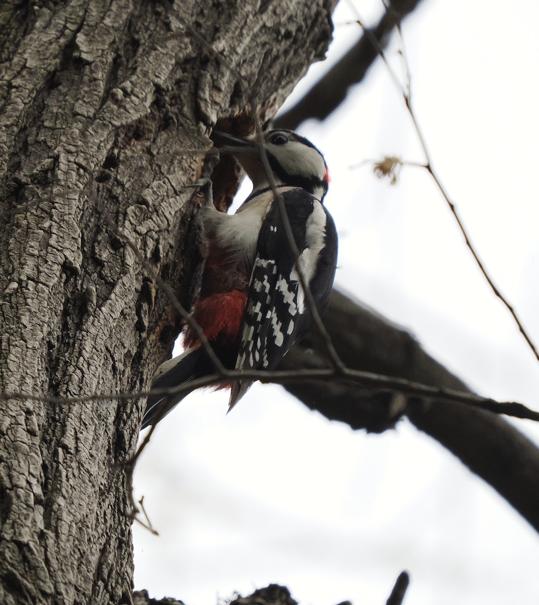 Middle Spotted Woodpecker - ML618578983