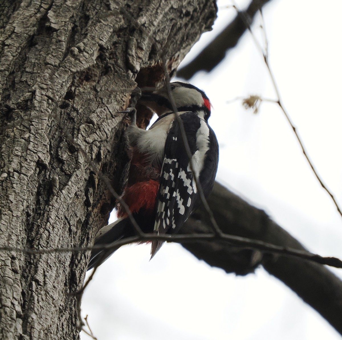 Middle Spotted Woodpecker - ML618578984