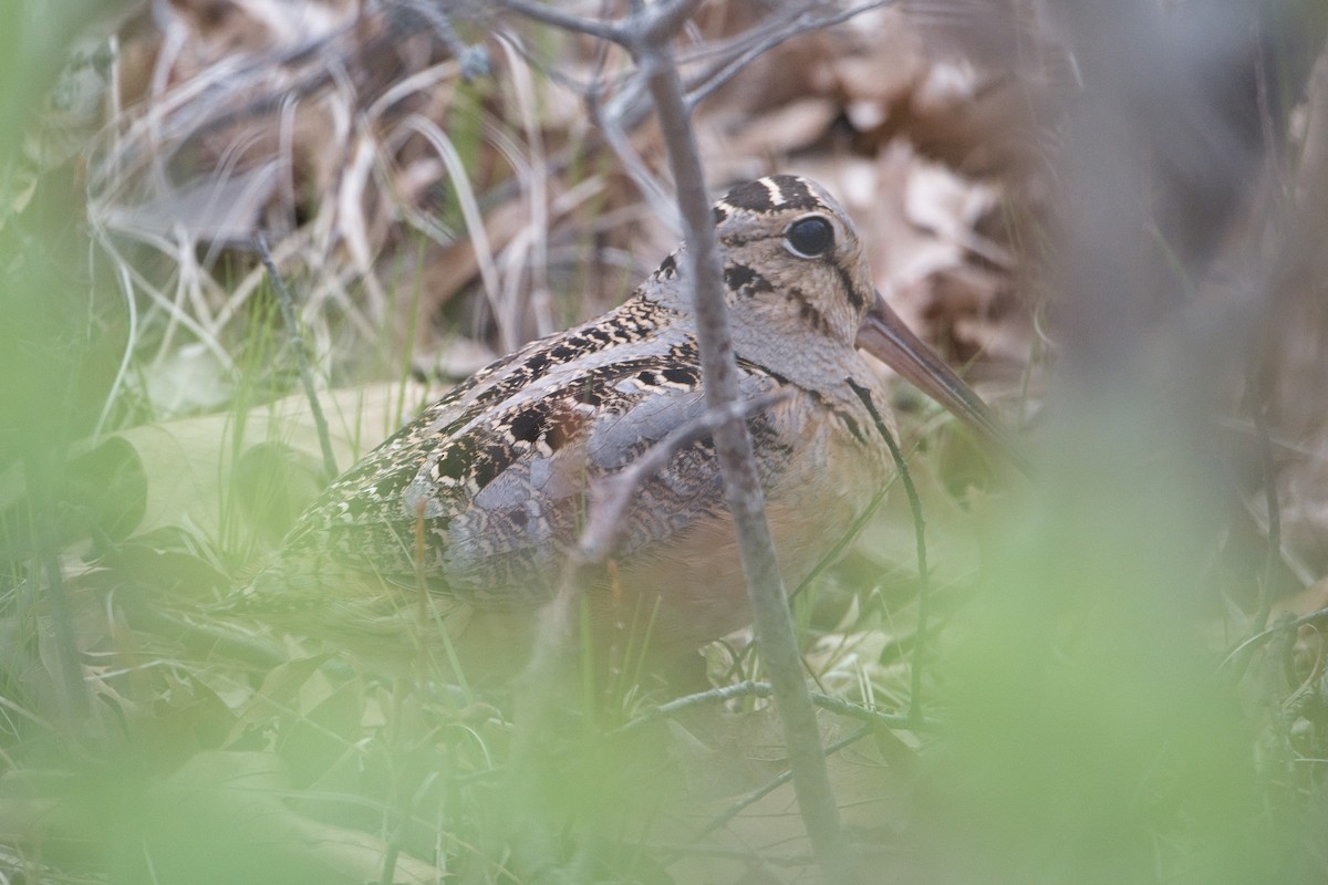 American Woodcock - ML618579012
