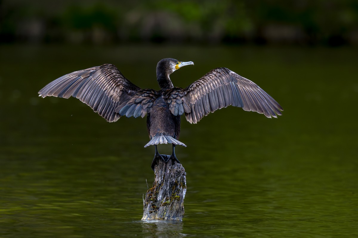 Great Cormorant - Andrej Tabak