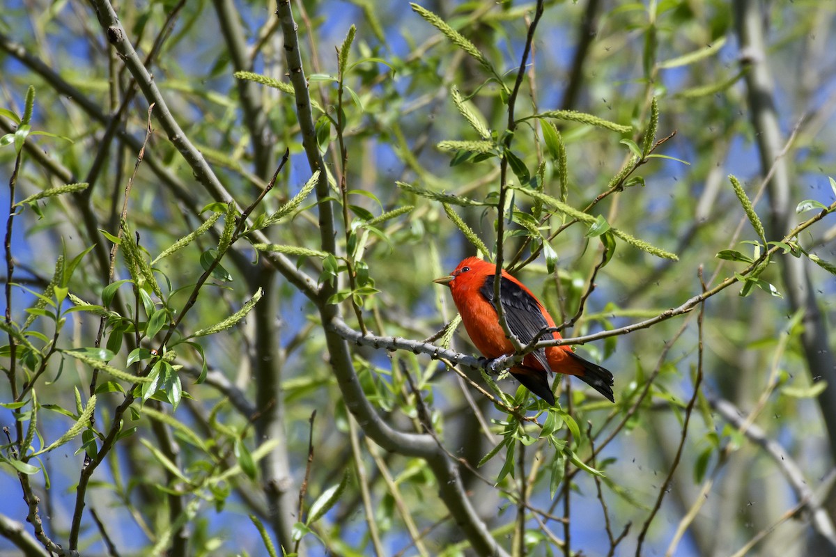 Scarlet Tanager - Christine Andrews