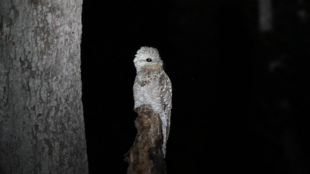 Great Potoo - ML618579074