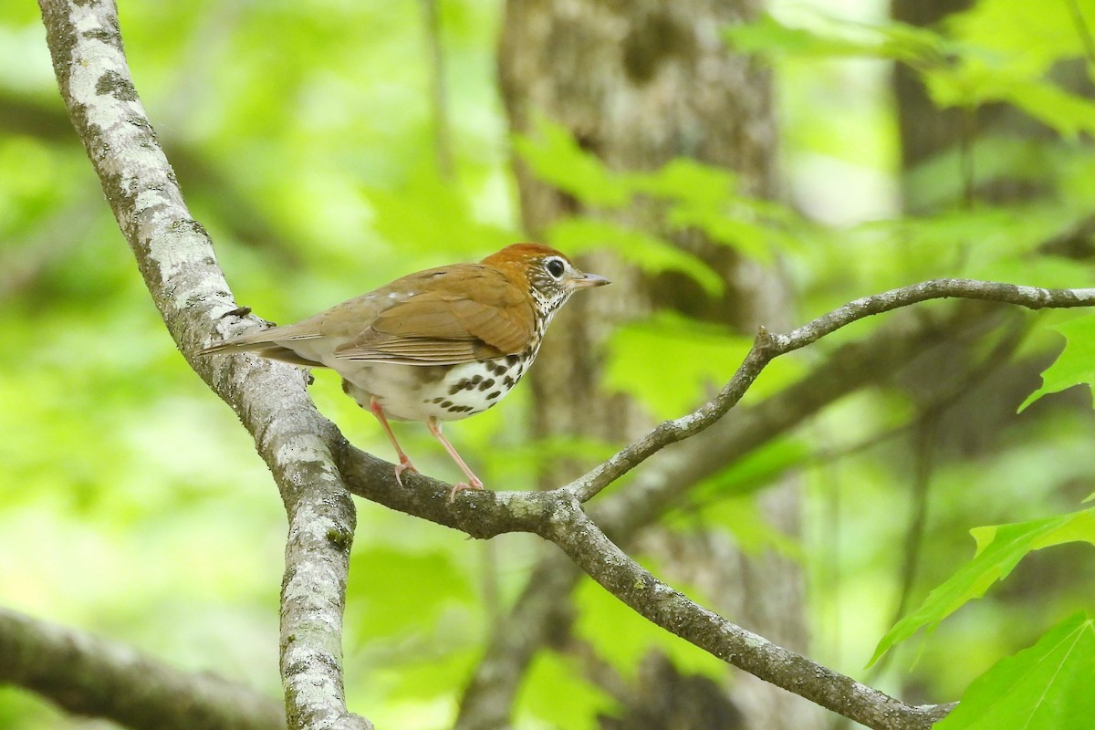 Wood Thrush - ML618579080