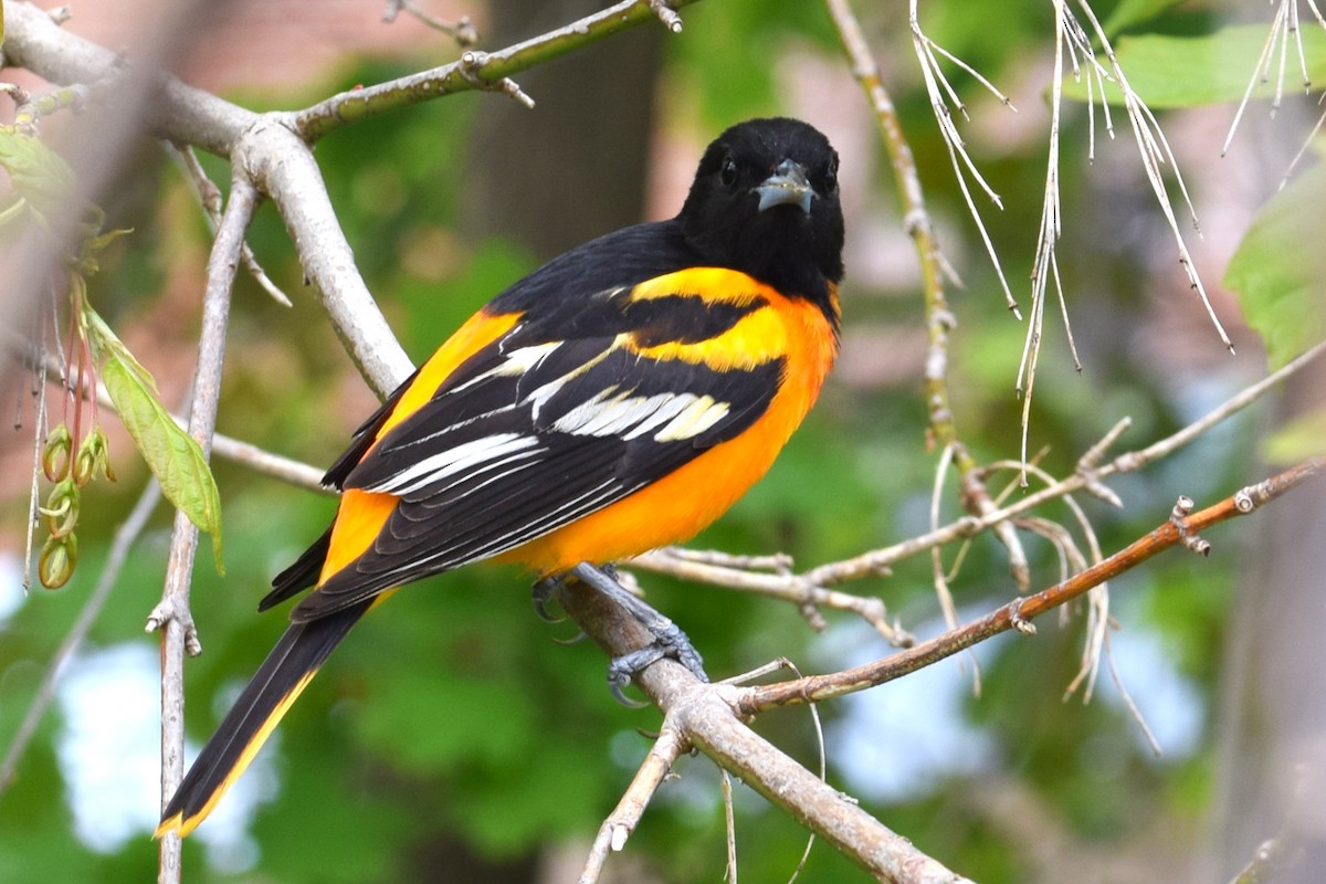 Baltimore Oriole - ML618579090