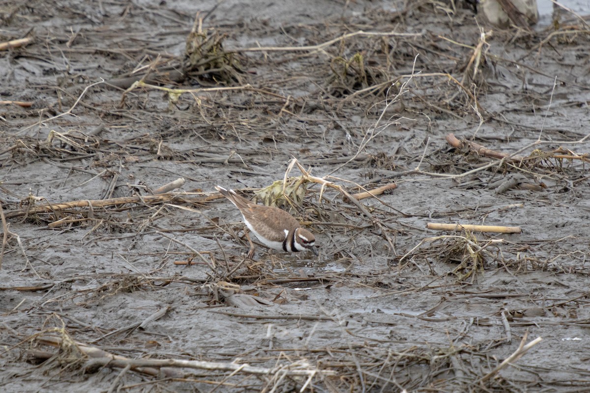 Killdeer - ML618579129