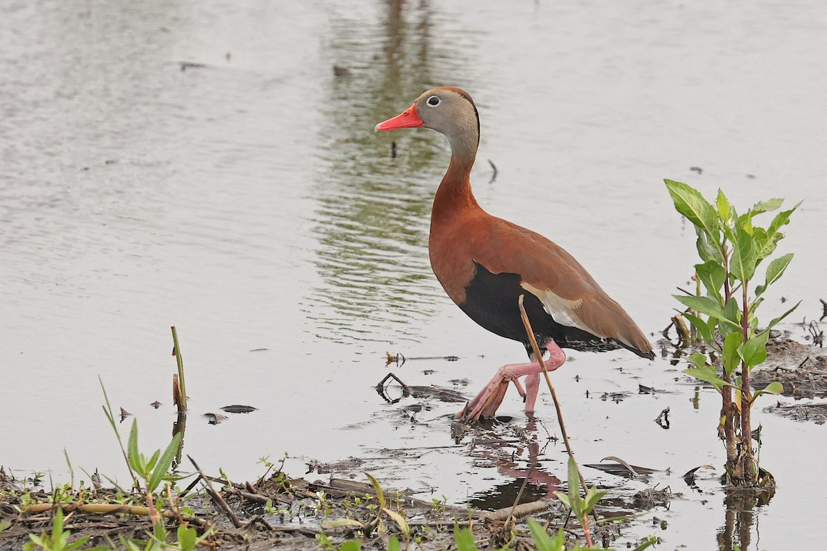 Black-bellied Whistling-Duck (fulgens) - ML618579136