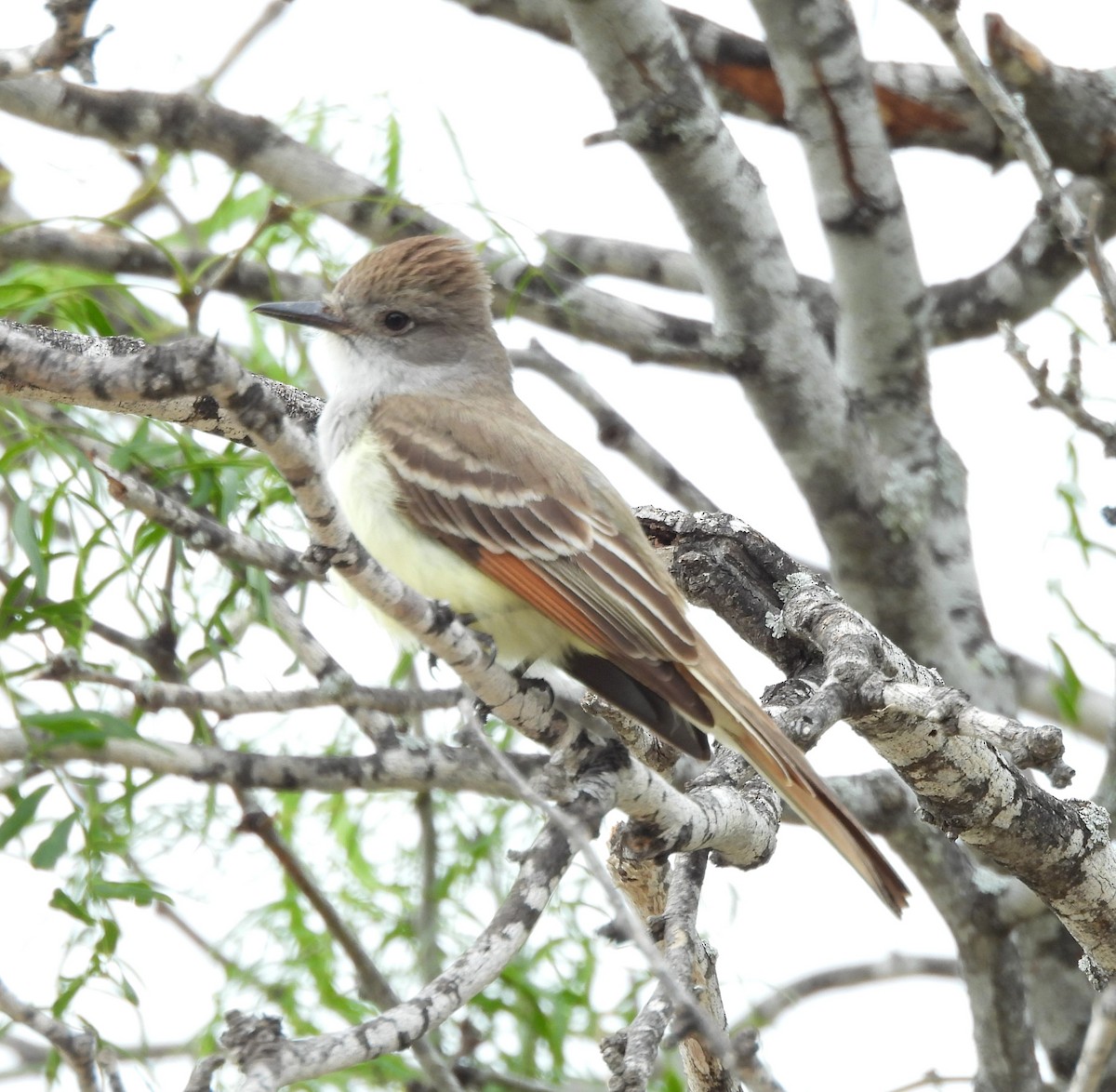 Ash-throated Flycatcher - ML618579145