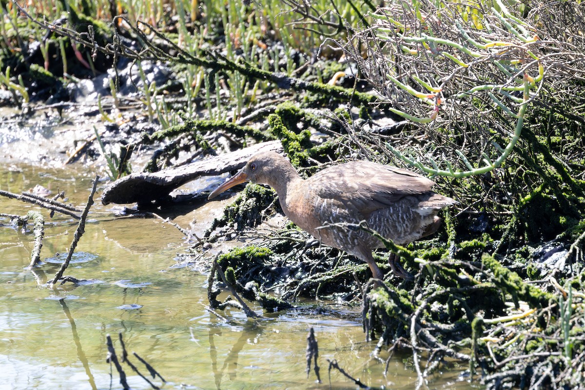 Ridgway's Rail (Light-footed) - ML618579166