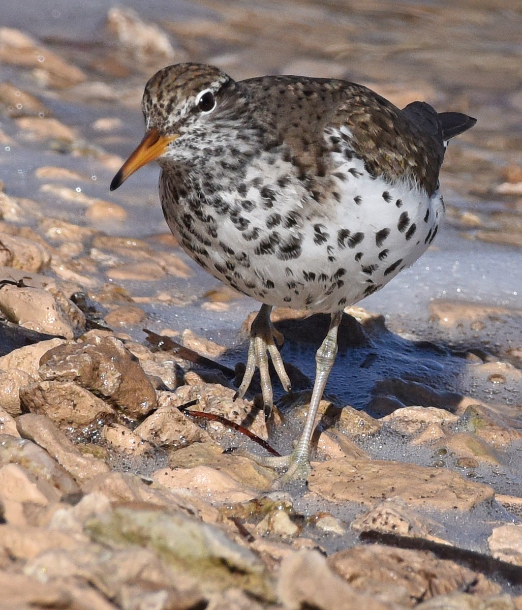 Spotted Sandpiper - Steven Mlodinow