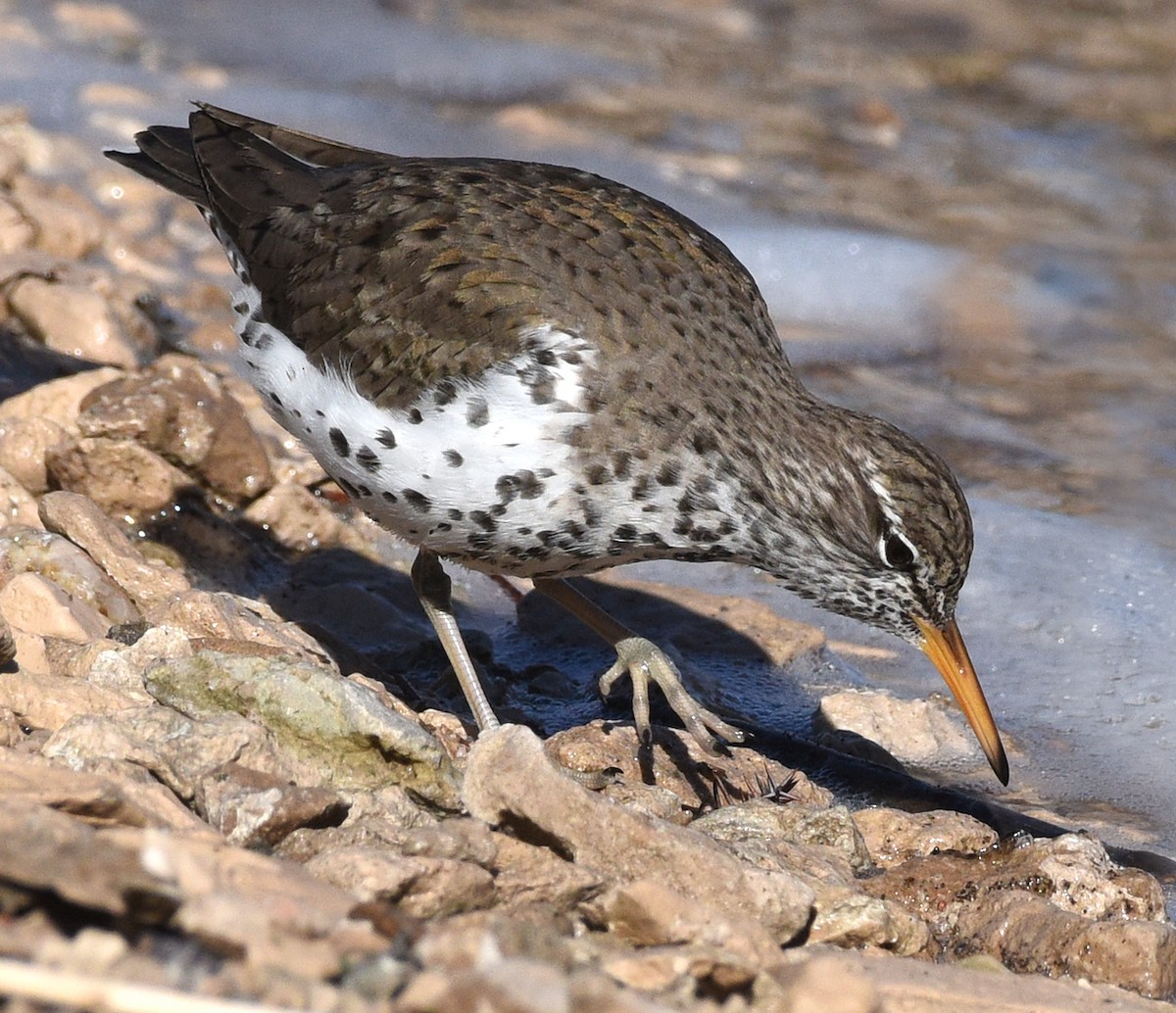 Spotted Sandpiper - Steven Mlodinow