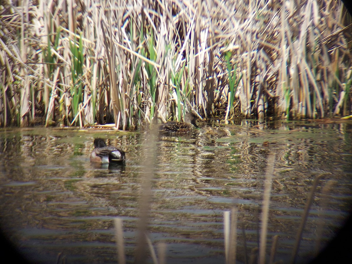 American Wigeon - Sierra Fleischmann