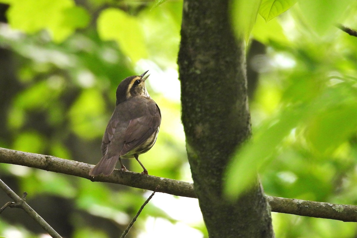 Northern Waterthrush - ML618579251