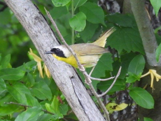 Common Yellowthroat - ML618579313