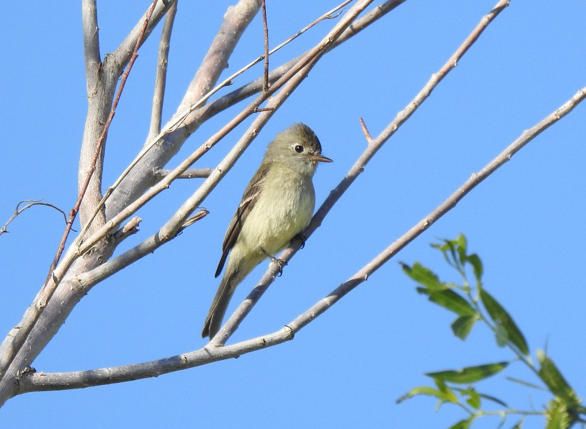 Hammond's Flycatcher - Chris Dean