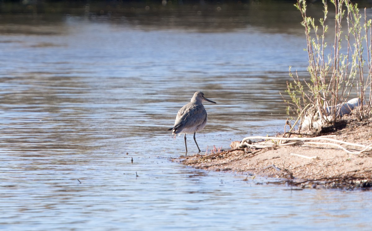 Willet - Mike Sullivan