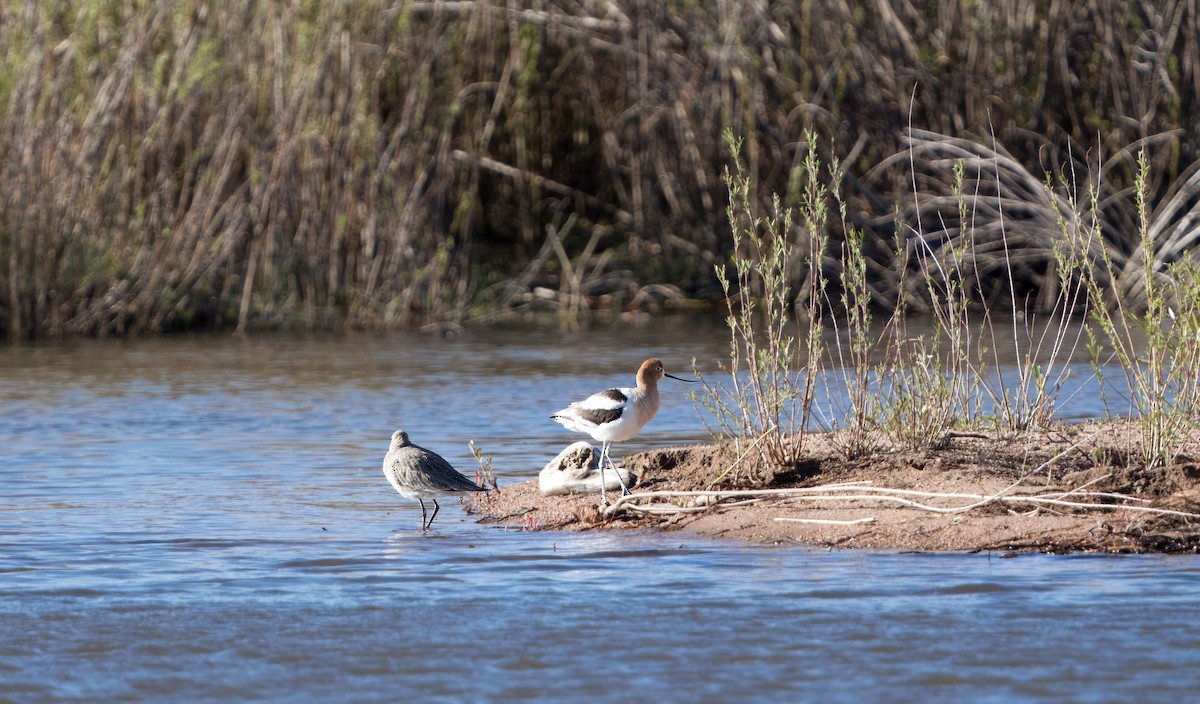 American Avocet - Mike Sullivan