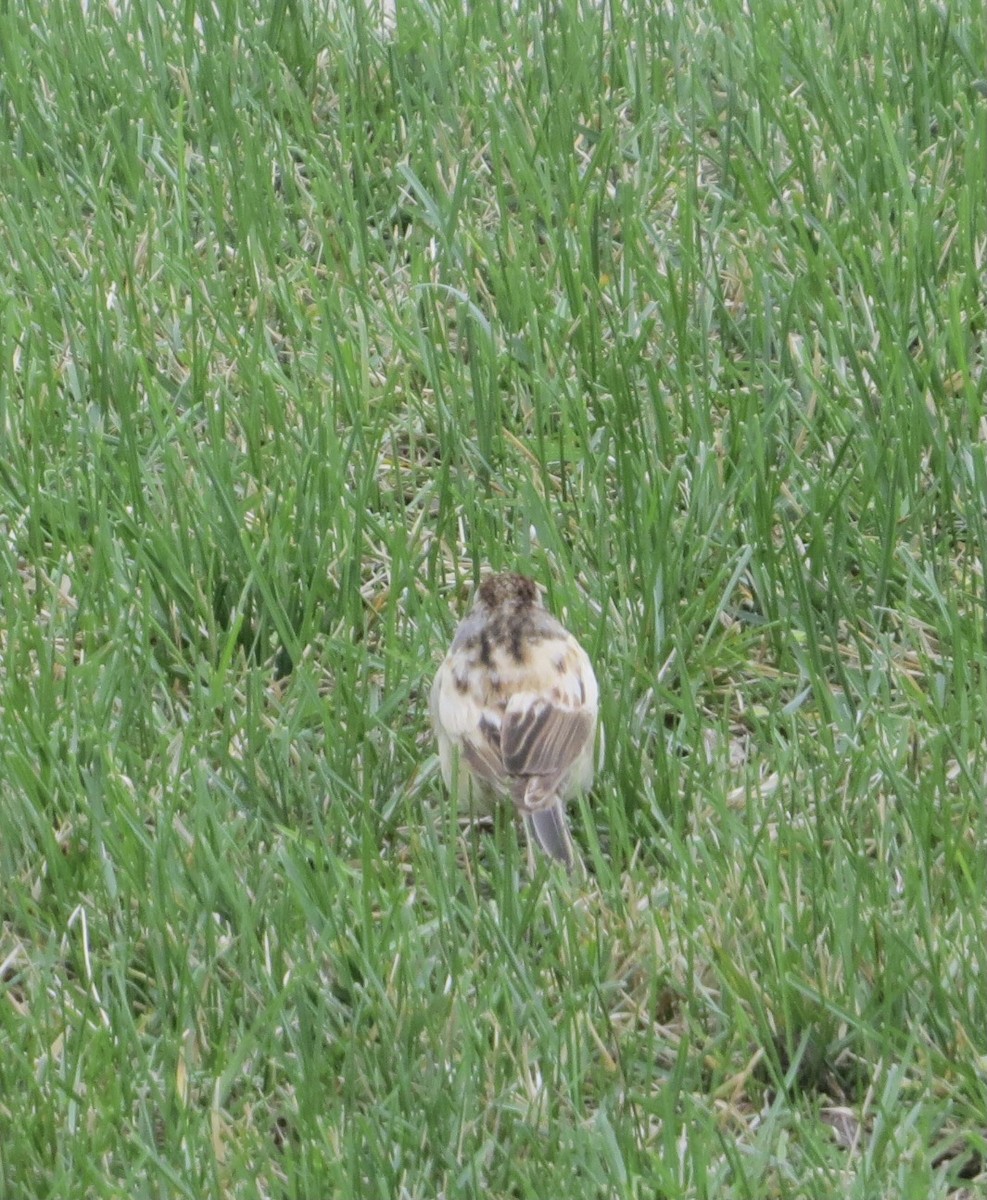 Chipping Sparrow - ML618579338