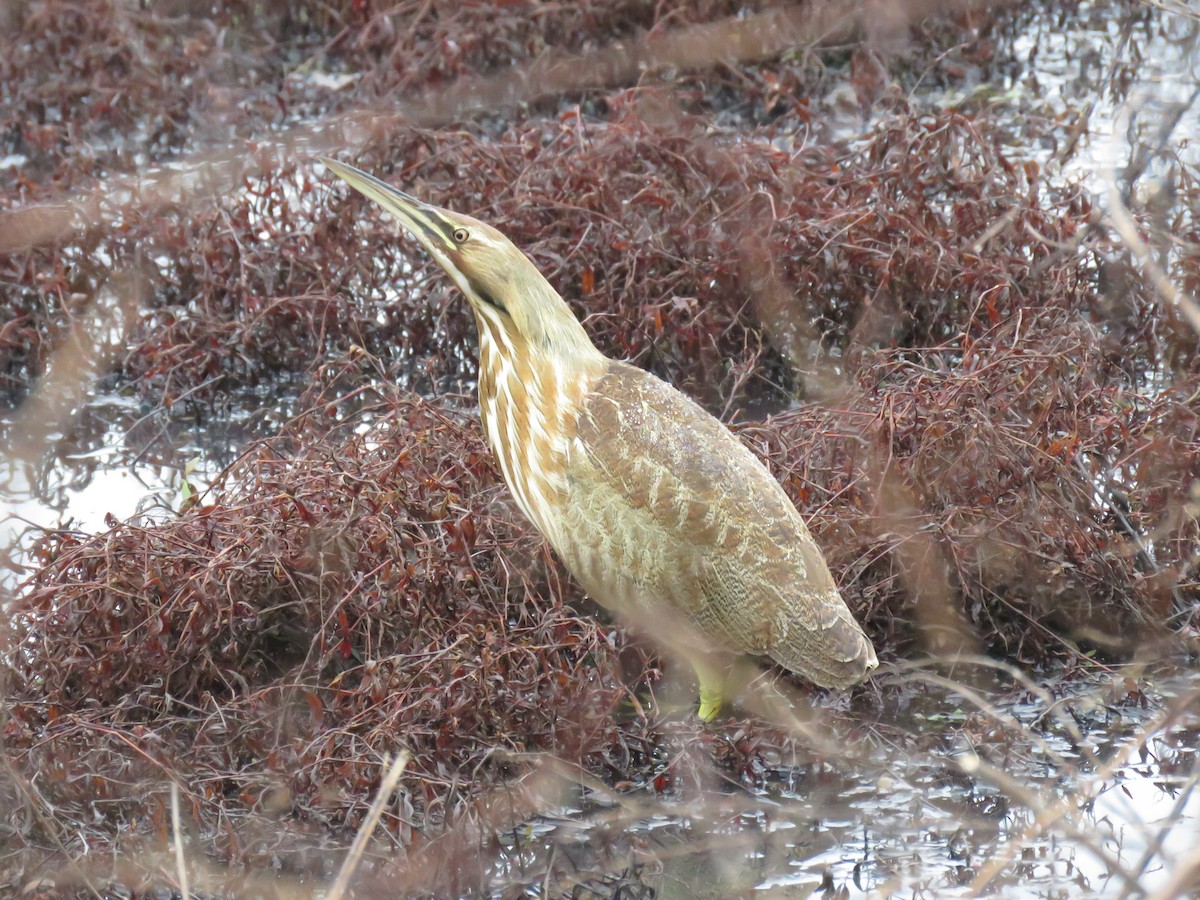 American Bittern - ML618579350