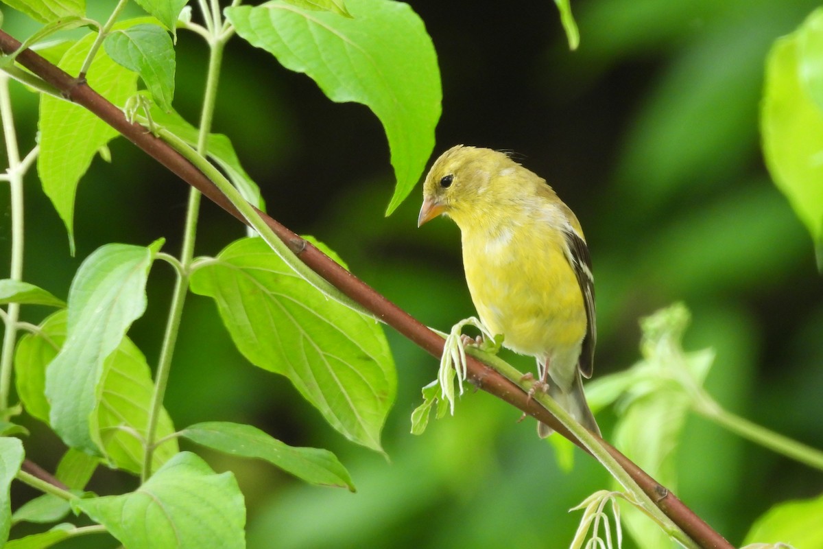 American Goldfinch - ML618579366