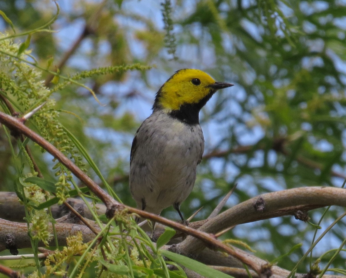 Hermit Warbler - Shaun Robson