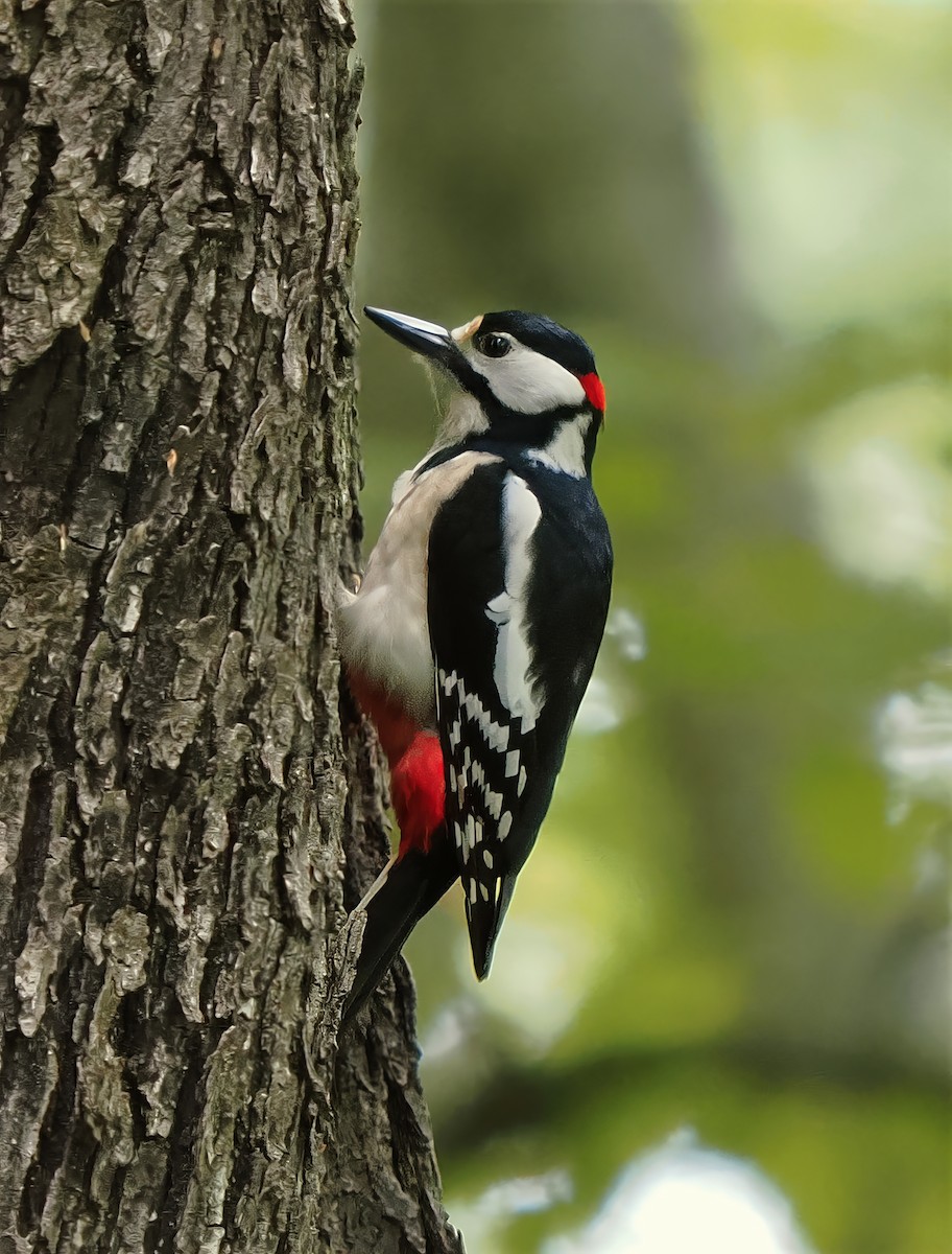 Great Spotted Woodpecker - ML618579377