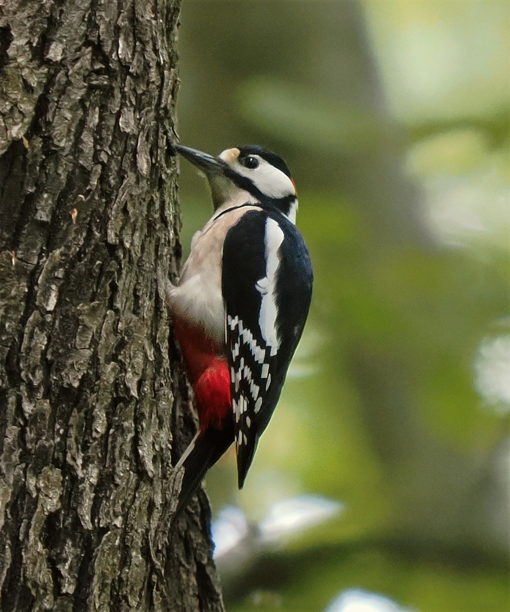 Great Spotted Woodpecker - ML618579378