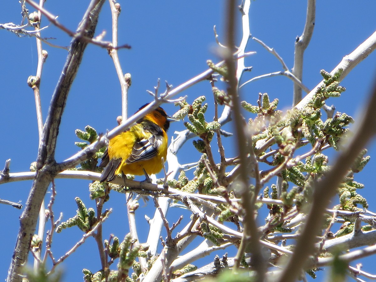 Bullock's Oriole - ML618579384