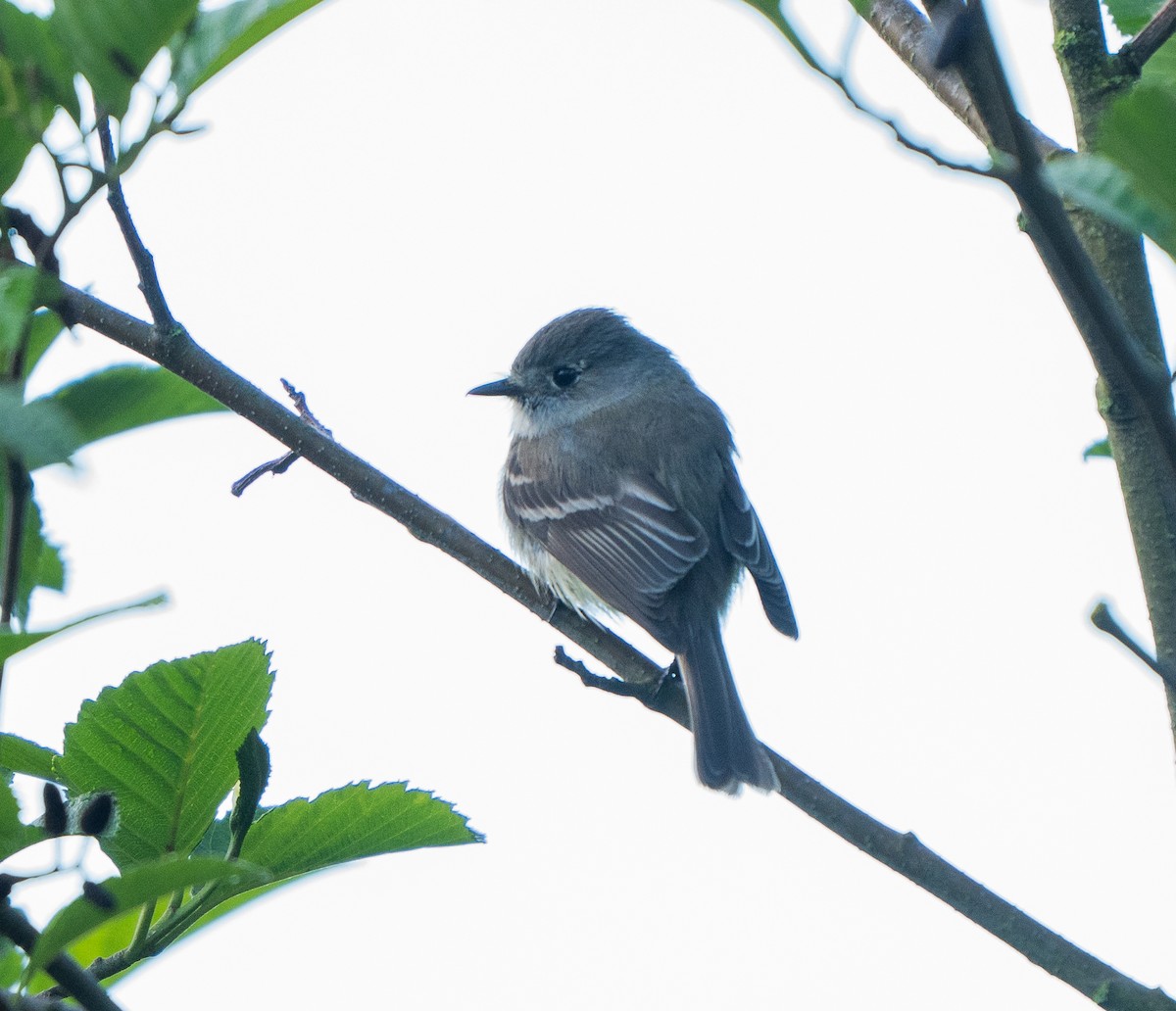Dusky Flycatcher - ML618579438