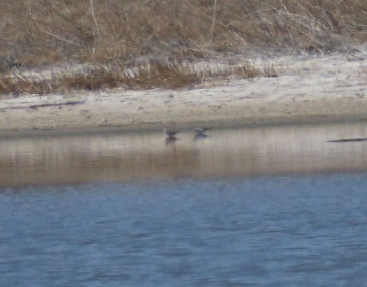 Baird's Sandpiper - ML618579468